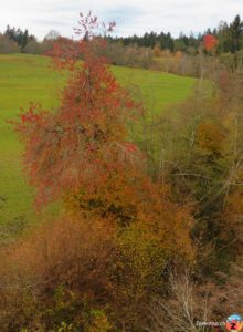 Herbst in Flims