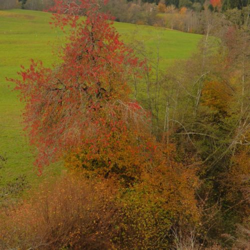 Herbst in Flims
