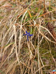 Bayerische Enzian (Gentiana bavarica)