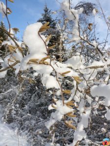 Schnee und Haselnussstrauch