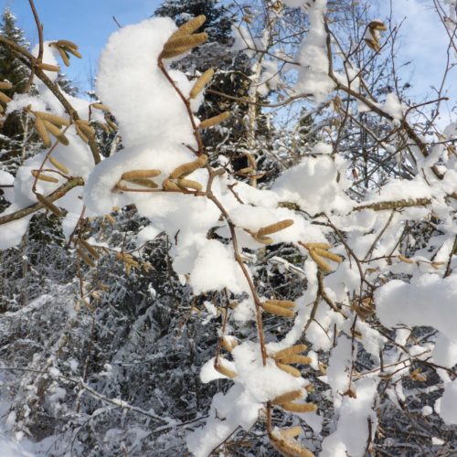 Schnee und Haselnussstrauch