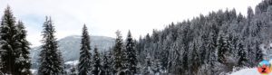 Panorama Winterwald