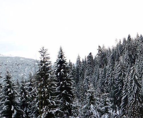 Panorama Winterwald