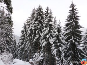 Eingeschneiter Wald