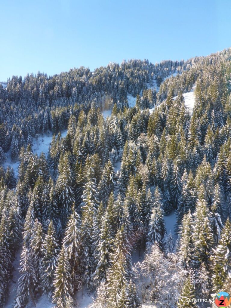 Laax Curnius