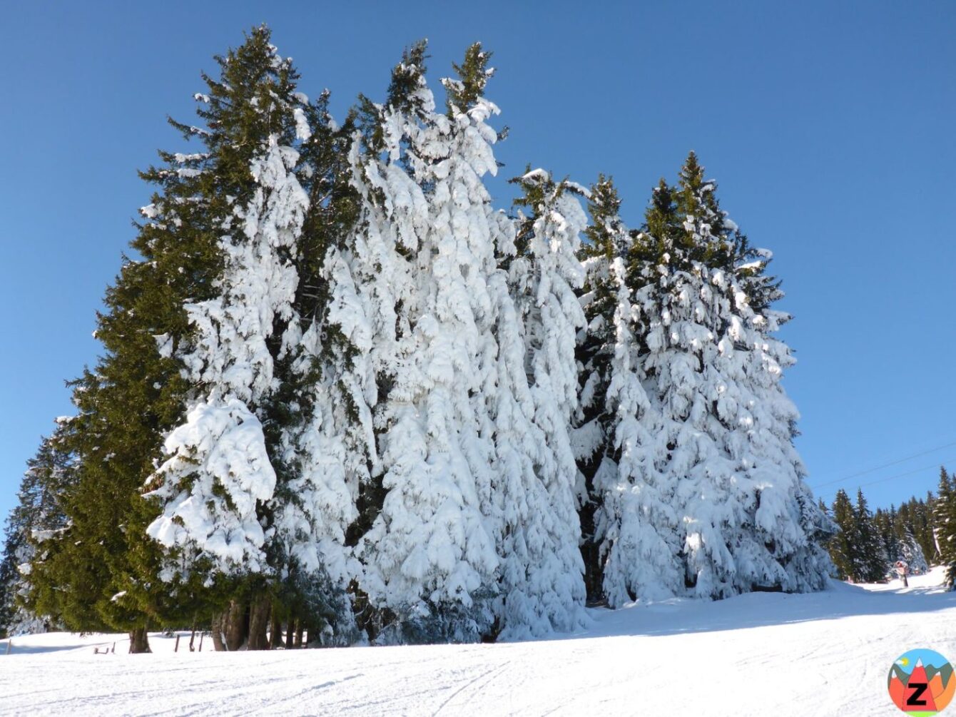 Winterliche Bäume