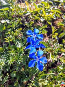 Frühlings-Enzian (Gentiana verna)