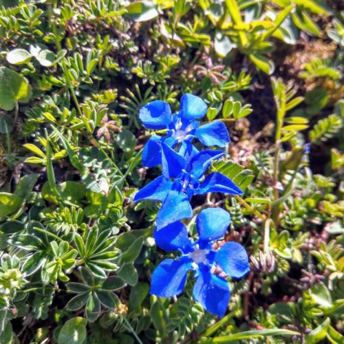 Frühlings-Enzian (Gentiana verna)