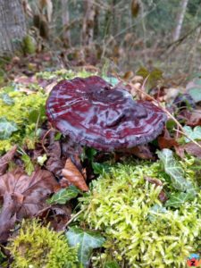 Clos de Doubs