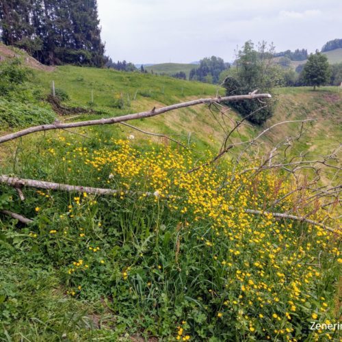 Weg oberhalb des Kreuzhofs