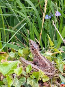 Zauneidechse (Lacerta agilis)