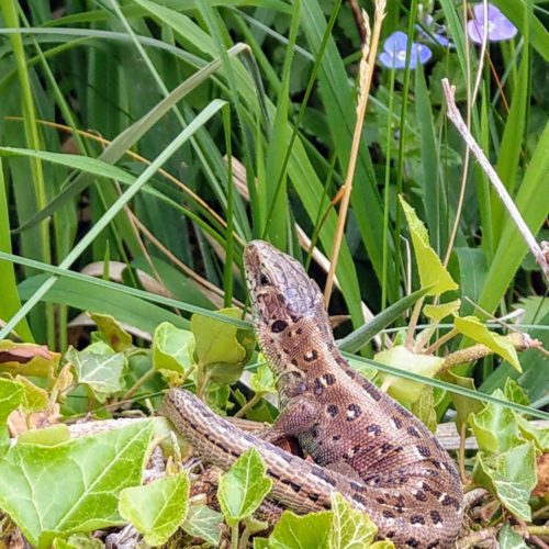 Zauneidechse (Lacerta agilis)