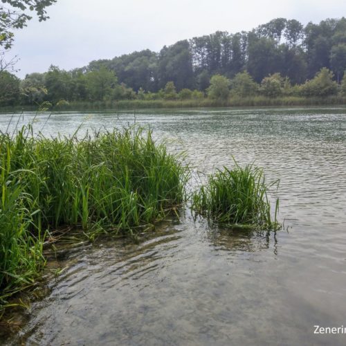 Aare