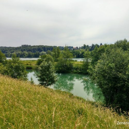 Vogelroupfi Aare