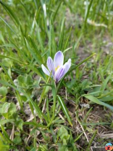 Frühlings-Krokus (Crocus vernus)