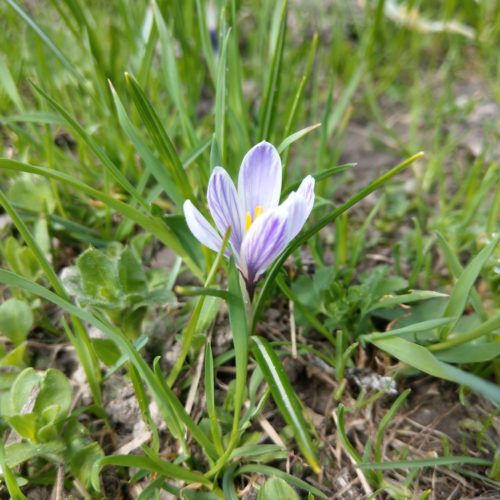 Frühlings-Krokus (Crocus vernus)