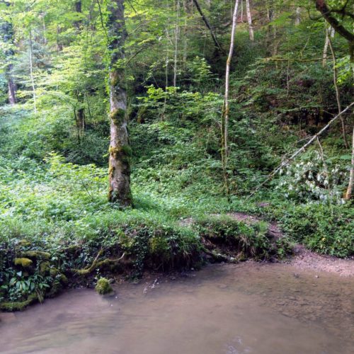 Chrintelbach im Stierengraben