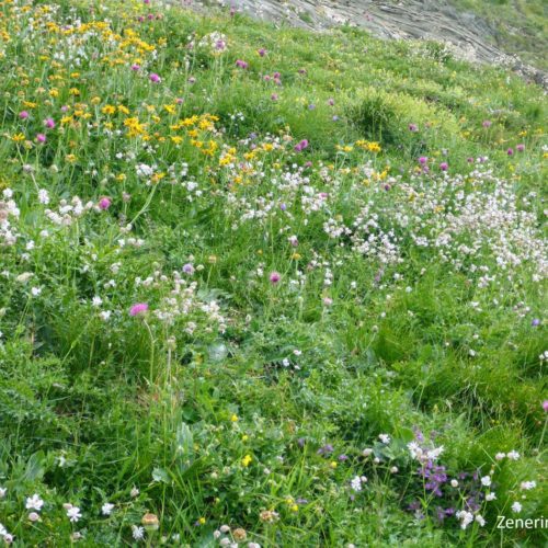 Blumenwiese Greina