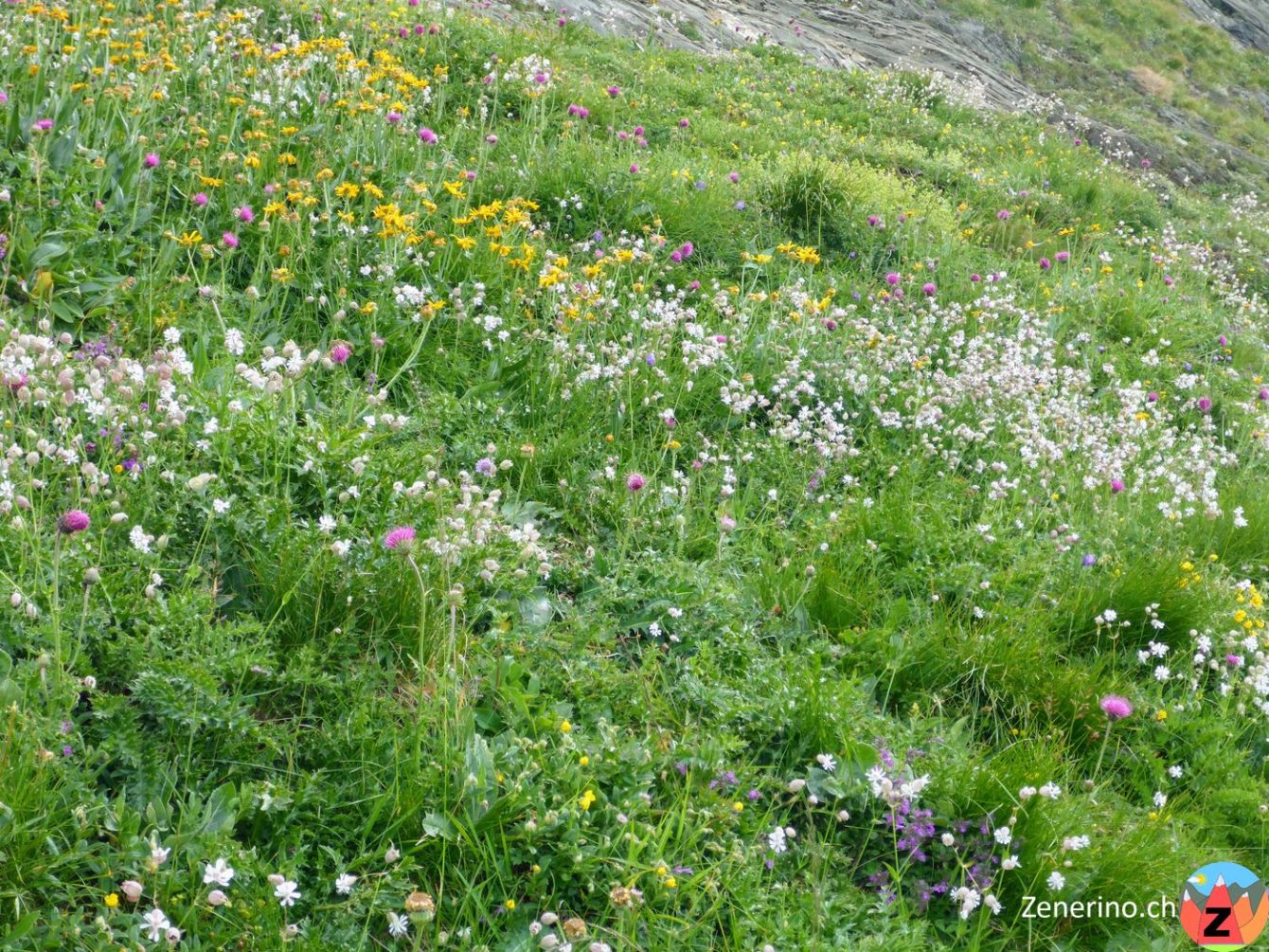 Blumenwiese Greina