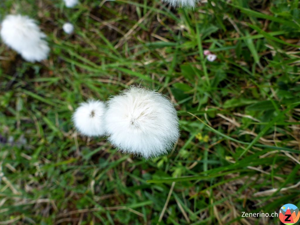 Wollgras (Eriophorum)