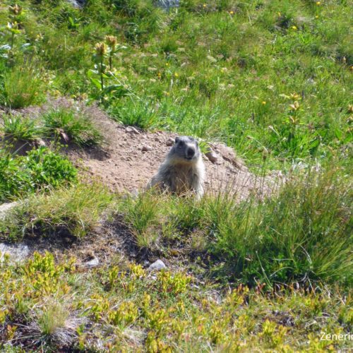 Mungg in der Greina