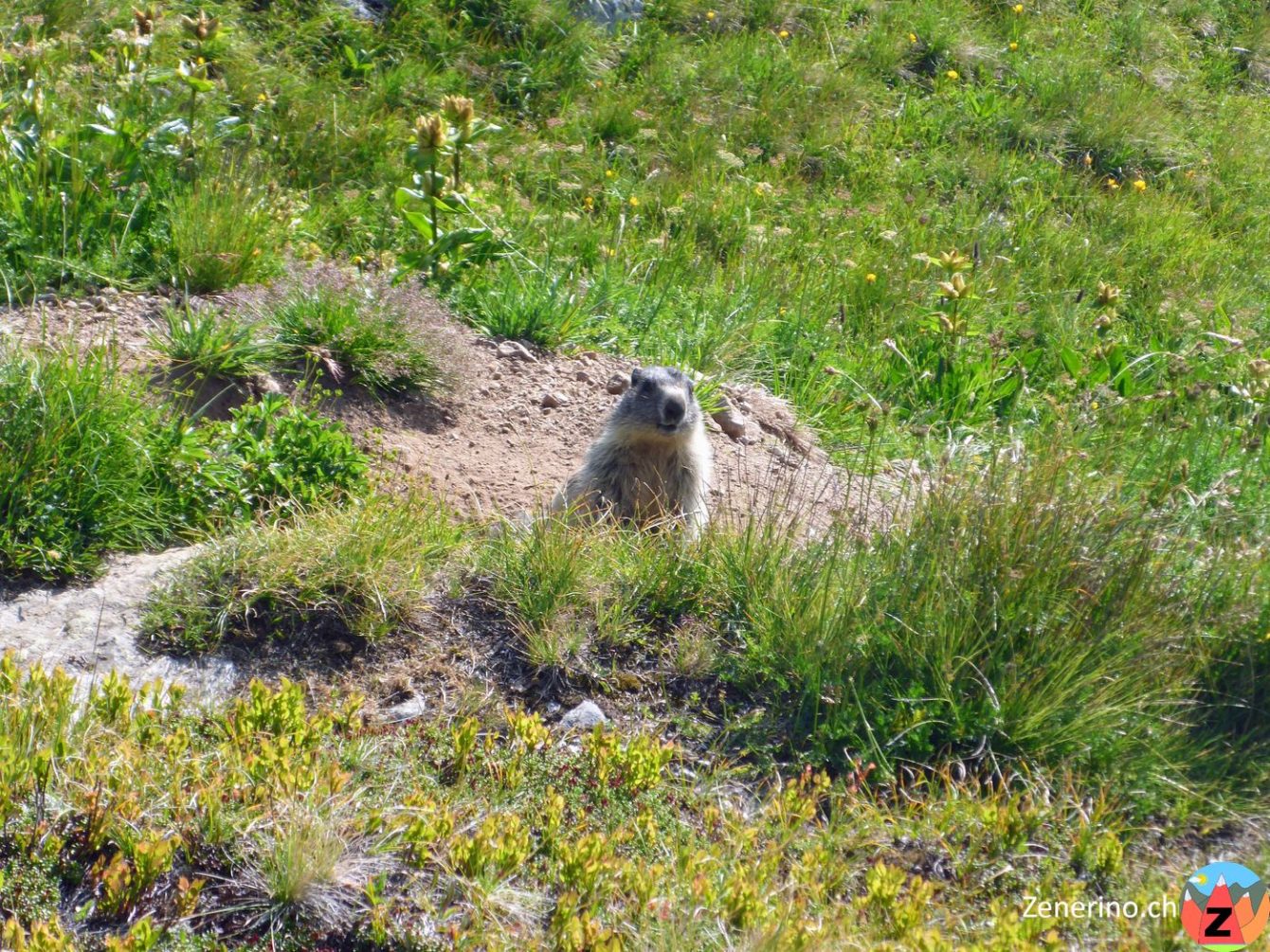 Mungg in der Greina
