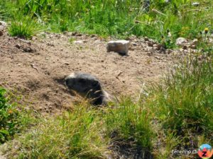 Mungg in der Greina