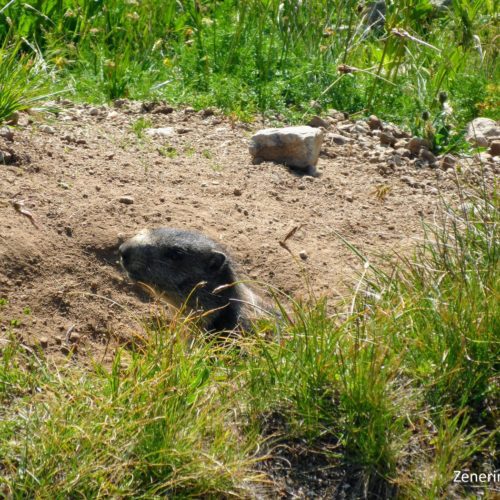 Mungg in der Greina