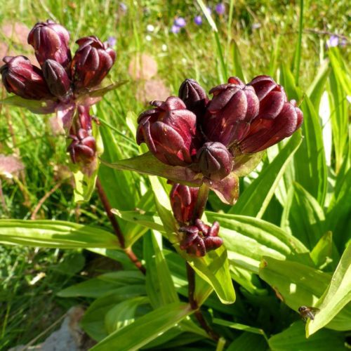 Purpur-Enzian (Gentiana purpurea)
