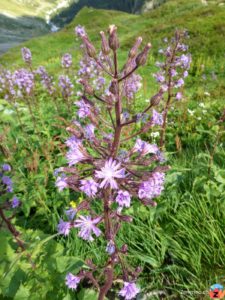 Alpen-Milchlattich (Cicerbita alpina)