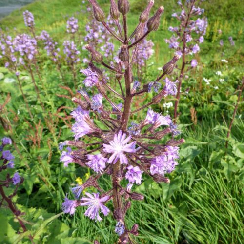 Alpen-Milchlattich (Cicerbita alpina)