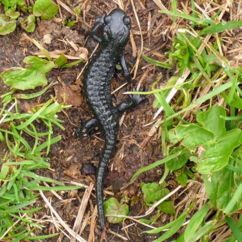 Alpensalamander (Salamandra atra)