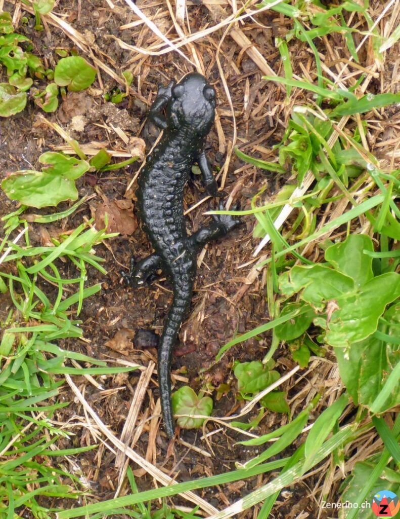 Alpensalamander (Salamandra atra)