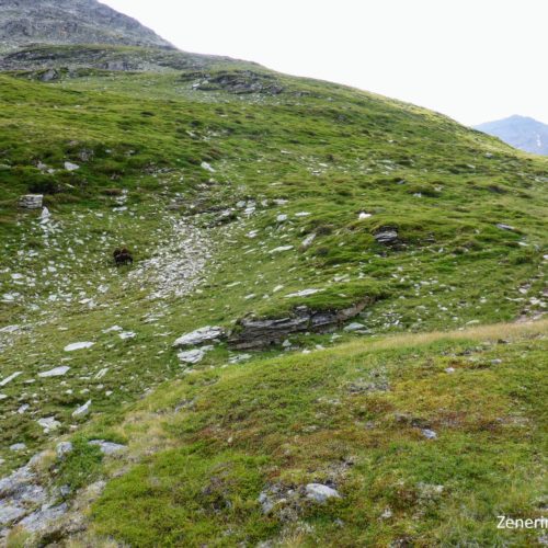 Herdenschutzhund und Schafe Canalalp