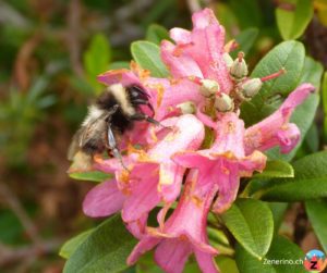 Rostblättrige Alpenrose (Rhododendron ferrugineum) und Hummel