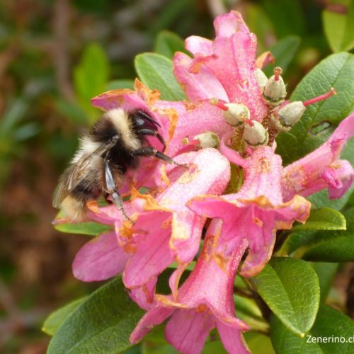 Rostblättrige Alpenrose (Rhododendron ferrugineum) und Hummel