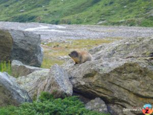 Murmeltier (Marmota) in der Länta