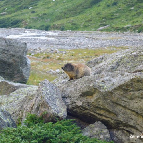 Murmeltier (Marmota) in der Länta