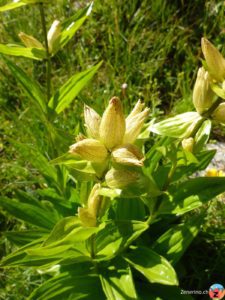 Punktierter Enzian (Gentiana punctata)
