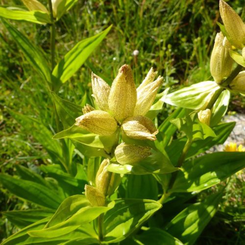 Punktierter Enzian (Gentiana punctata)