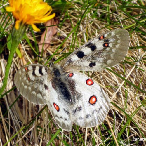 Apollofalter (Parnassius apollo)