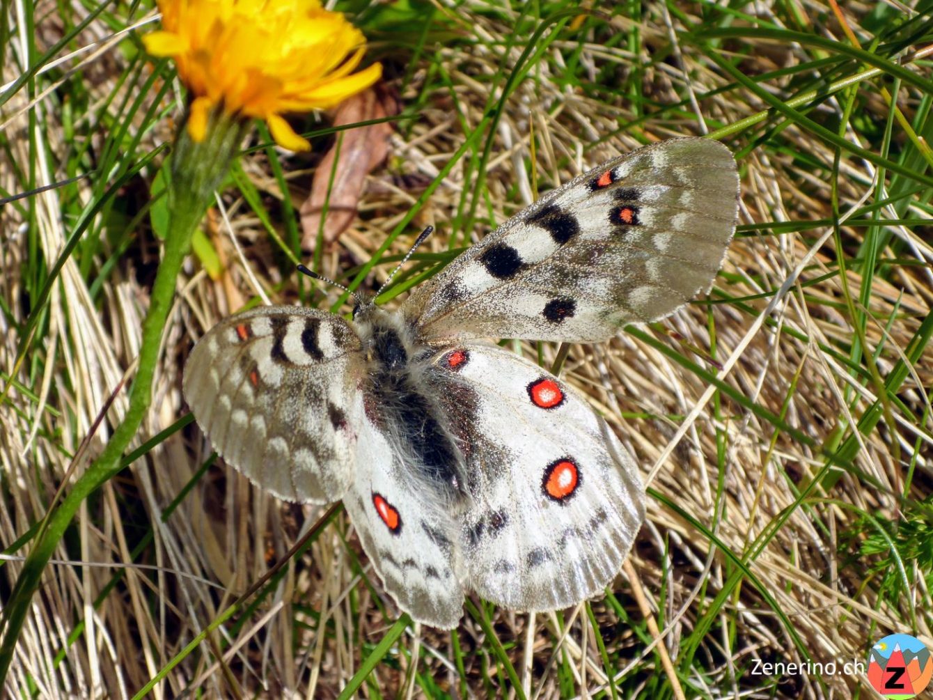 Apollofalter (Parnassius apollo)