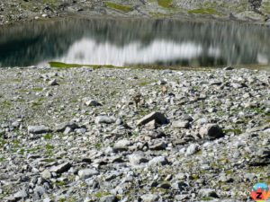 Alpensteinbock (Capra ibex) am Bergsee