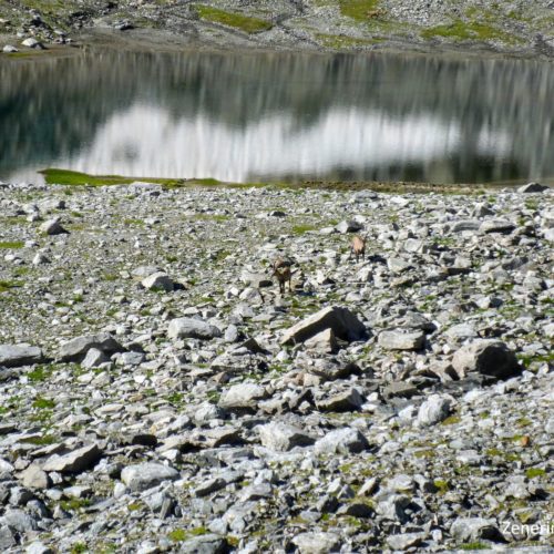 Alpensteinbock (Capra ibex) am Bergsee