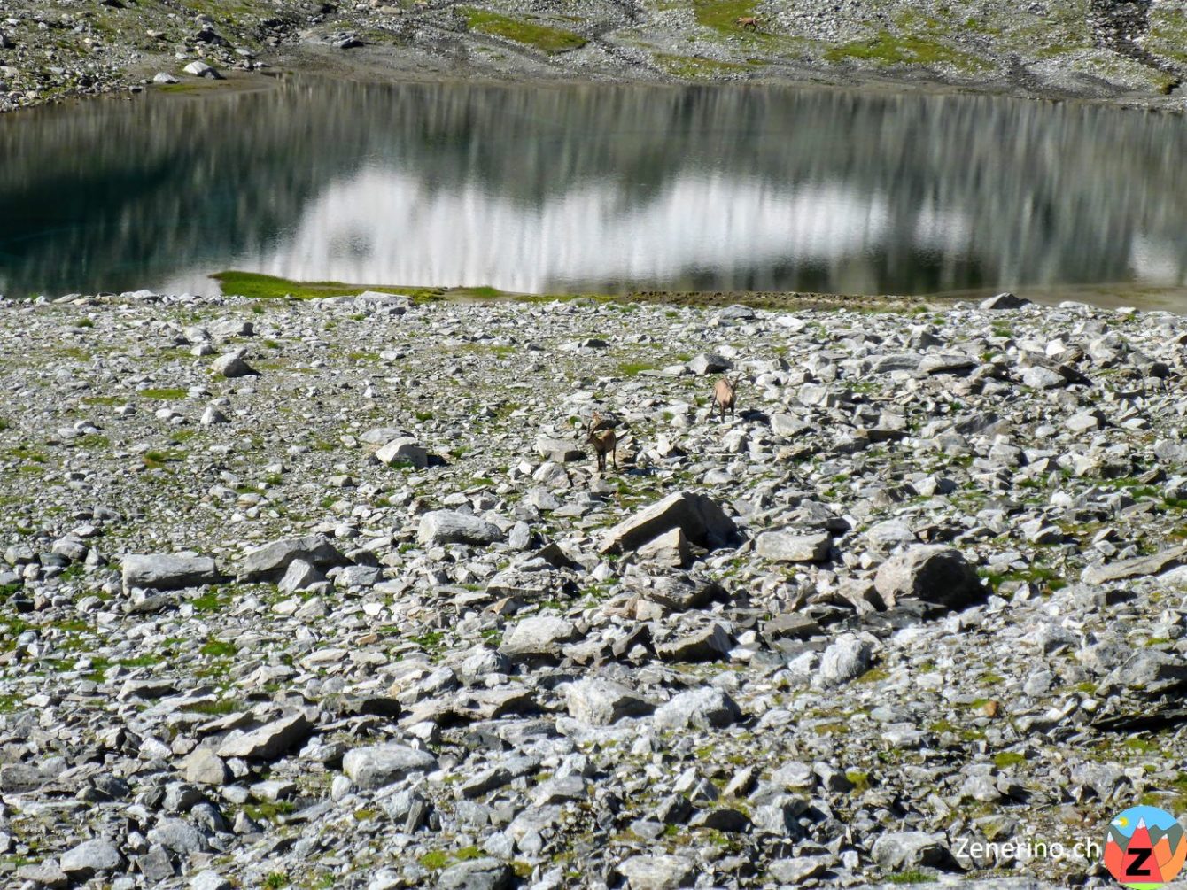 Alpensteinbock (Capra ibex) am Bergsee