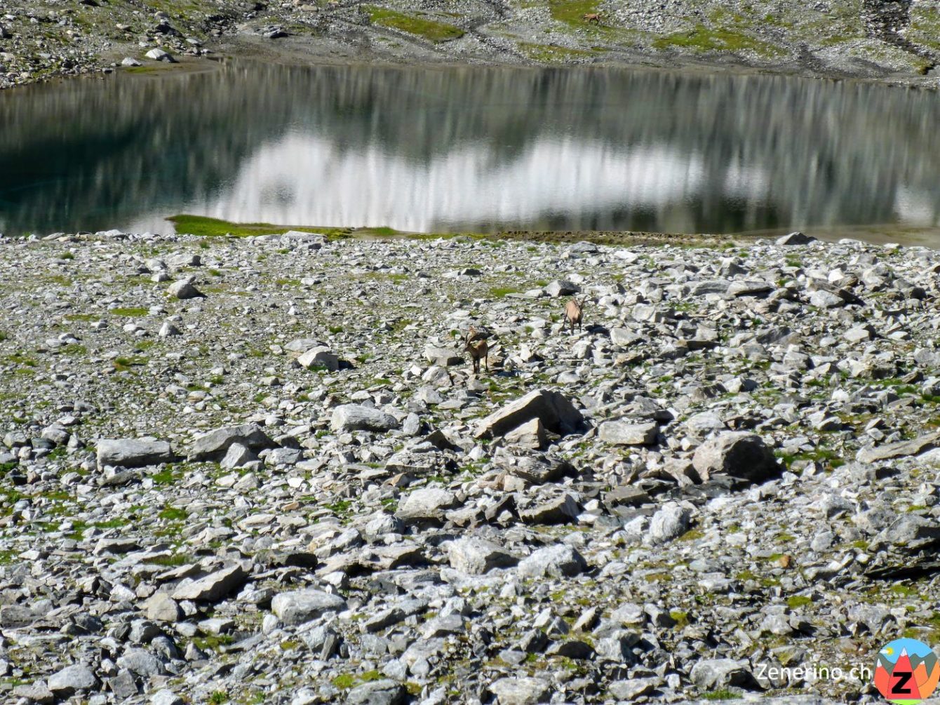 Alpensteinbock (Capra ibex) am Bergsee