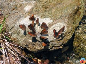 Schmetterling Ansammlung