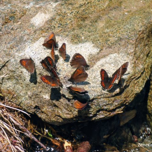 Schmetterling Ansammlung