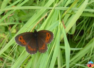 Mohrenfalter (Erebia)