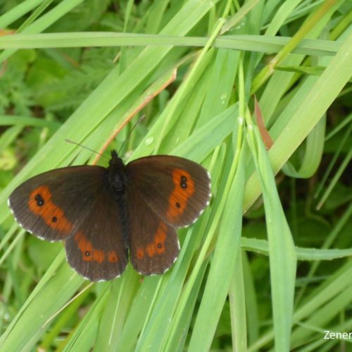 Mohrenfalter (Erebia)